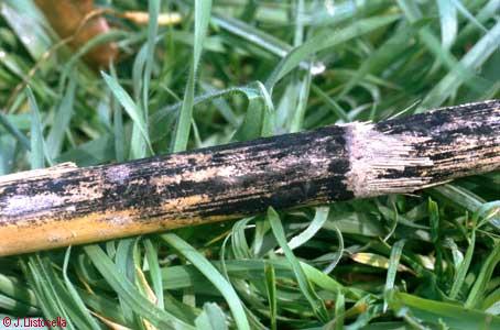 Arthrinium phaeospermum
