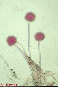 Aspergillus sp.