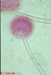 Aspergillus sp.