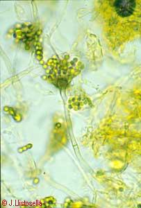 Aspergillus sp.