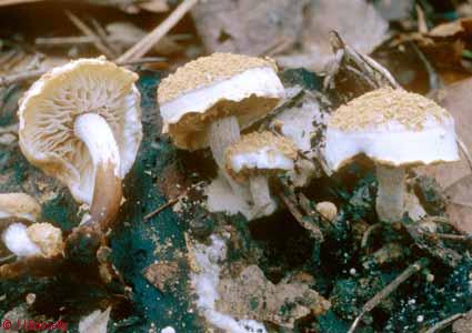 Asterophora lycoperdoides