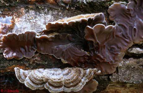 Auricularia mesenterica