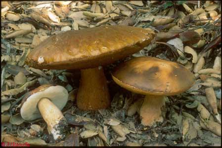 Boletus aereus