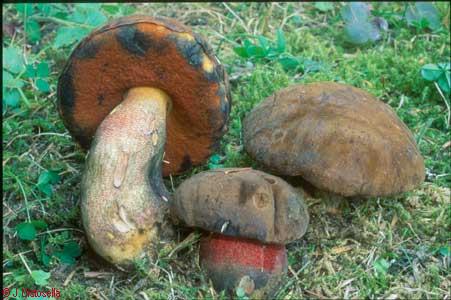 Boletus erythropus