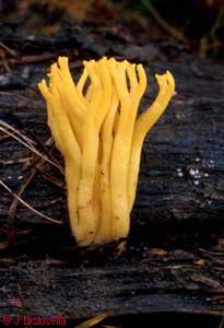 Calocera viscosa