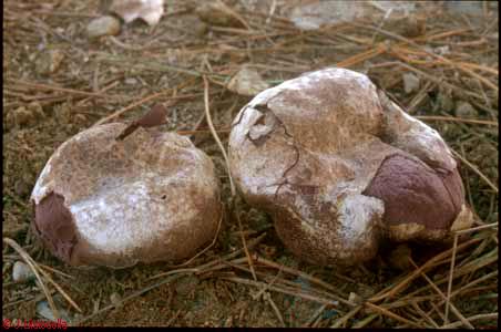 Calvatia cyathiformis