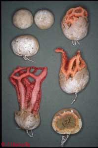 Clathrus ruber