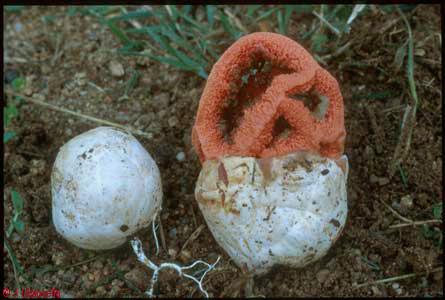 Clathrus ruber