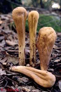 Clavariadelphus pistillaris