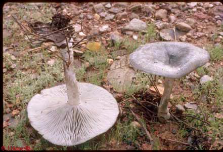 Clitocybe odora