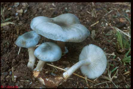 Clitocybe odora
