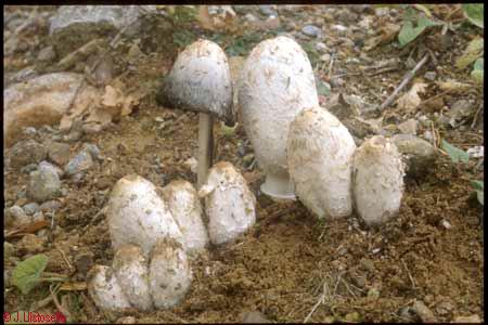 Coprinus comatus