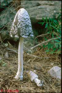 Coprinus comatus