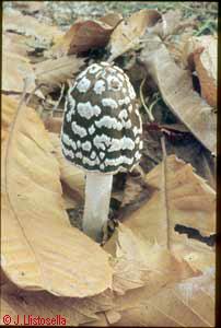 Coprinus comatus