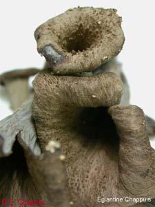 Craterellus cornucopioides