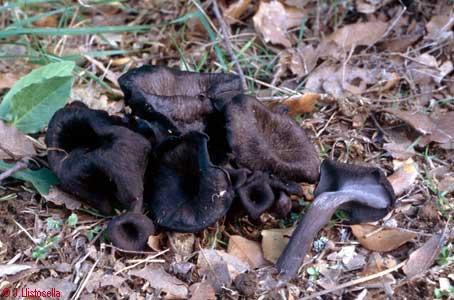 Craterellus cornucopioides