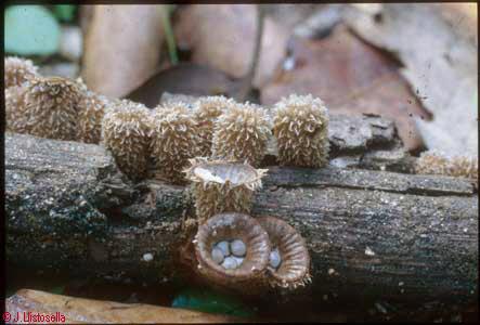 Cyathus striatus