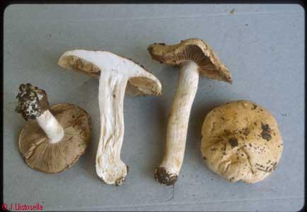 Hebeloma sinapizans