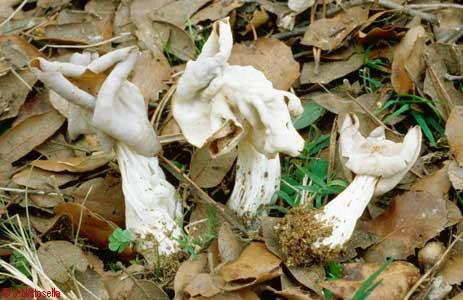 Helvella crispa