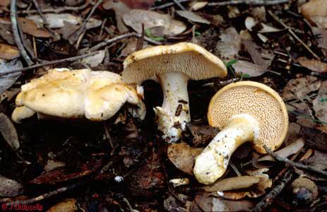 Hydnum repandum
