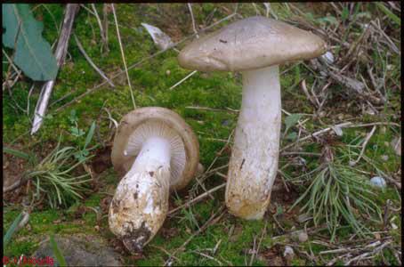 Hygrophorus latitabundus