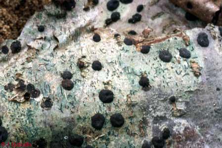 Hypoxylon fragiforme