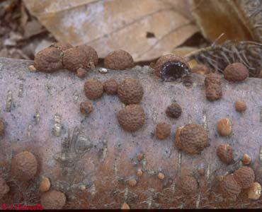 Hypoxylon fragiforme