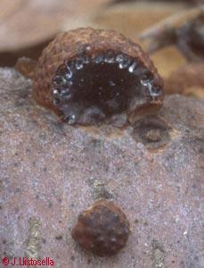 Hypoxylon fragiforme