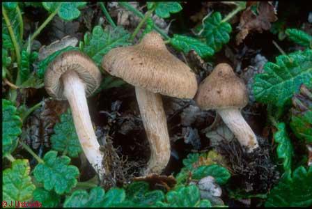 Inocybe sp.