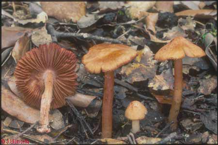 Inocybe godeyi