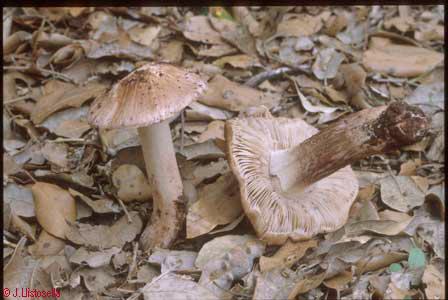 Inocybe jurana