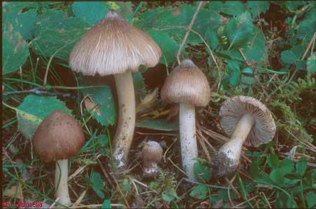 Inocybe maculata