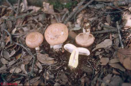 Lactarius chrysorrheus