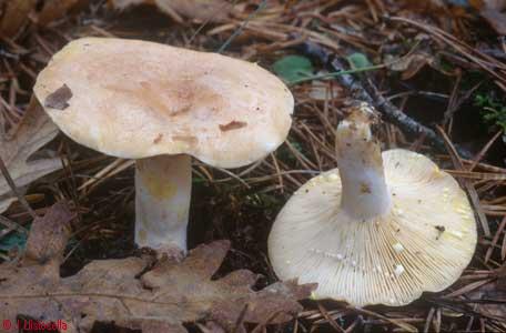 Lactarius chrysorrheus
