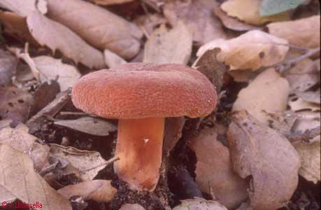 Lactarius rugatus
