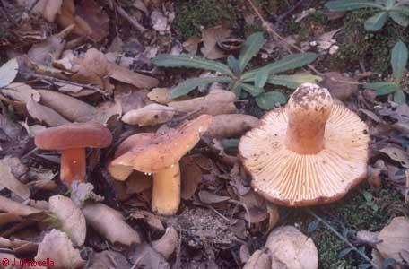 Lactarius rugatus