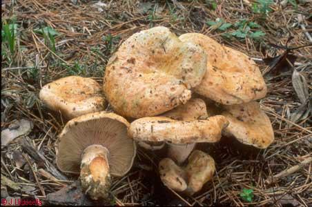 Lactarius sanguifluus