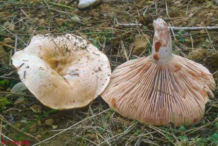 Lactarius sanguifluus