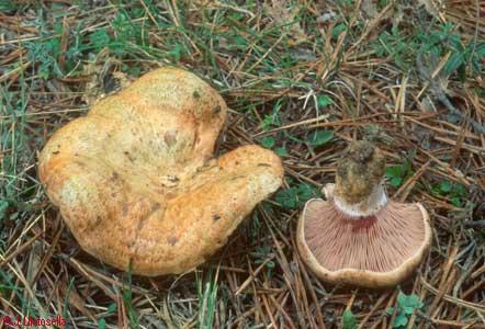 Lactarius sanguifluus
