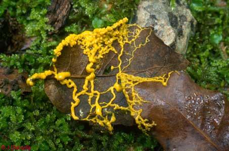Leocarpus fragilis (plasmodi)