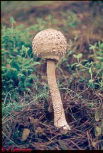 Macrolepiota procera