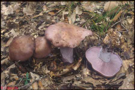 Lepista nuda