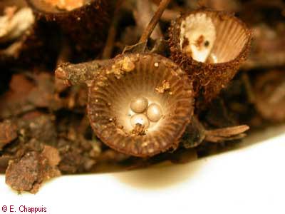 Cyathus striatus