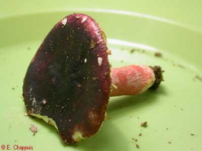 Russula torulosa