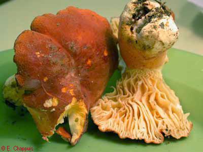 Lactarius rugatus
