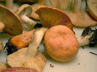 Lactarius chrysorrheus