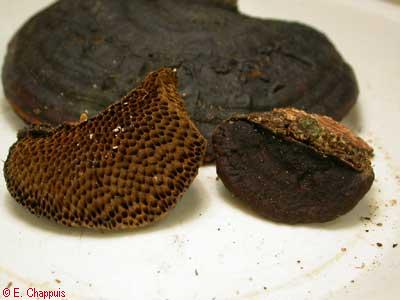 Scenidium nitidum