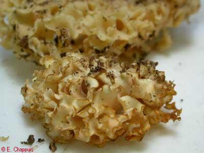 Sparassis  sp.