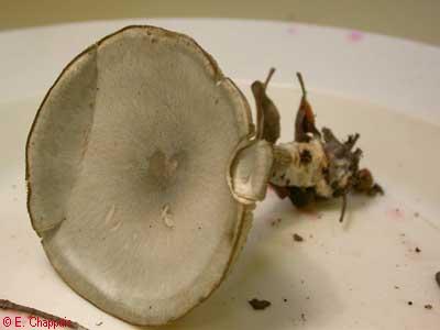 Clitocybe odora