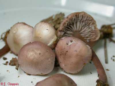 Mycena pura